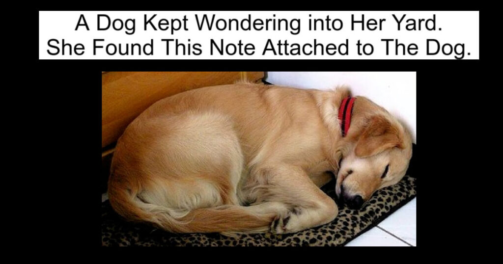 She Found This Note Attached to The Dog