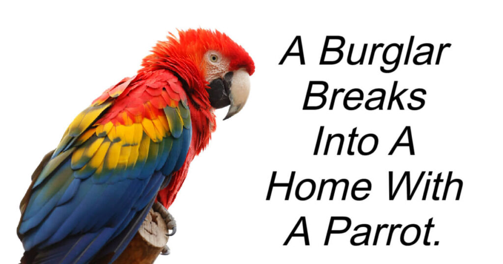 A Burglar Breaks Into A Home With A Parrot.