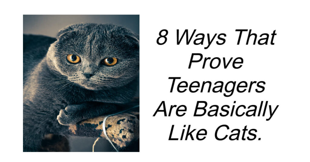 8 Ways That Prove Teenagers Are Basically Like Cats