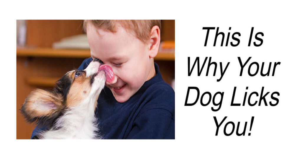 This Is Why Your Dog Licks Your Face