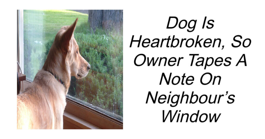 Heartbroken Dog Until Owner Tapes A Note On Neighbours Window
