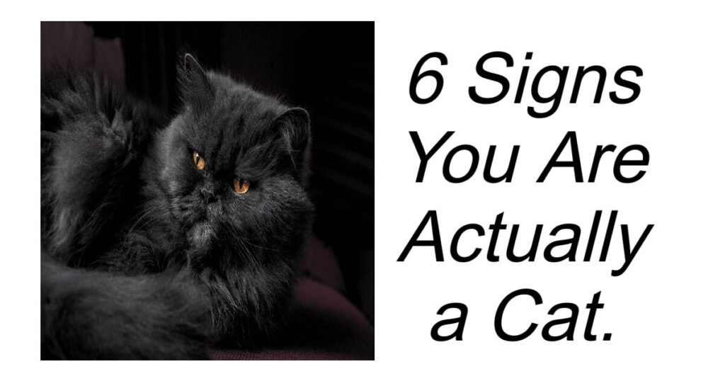 6 Signs You Are Actually a Cat