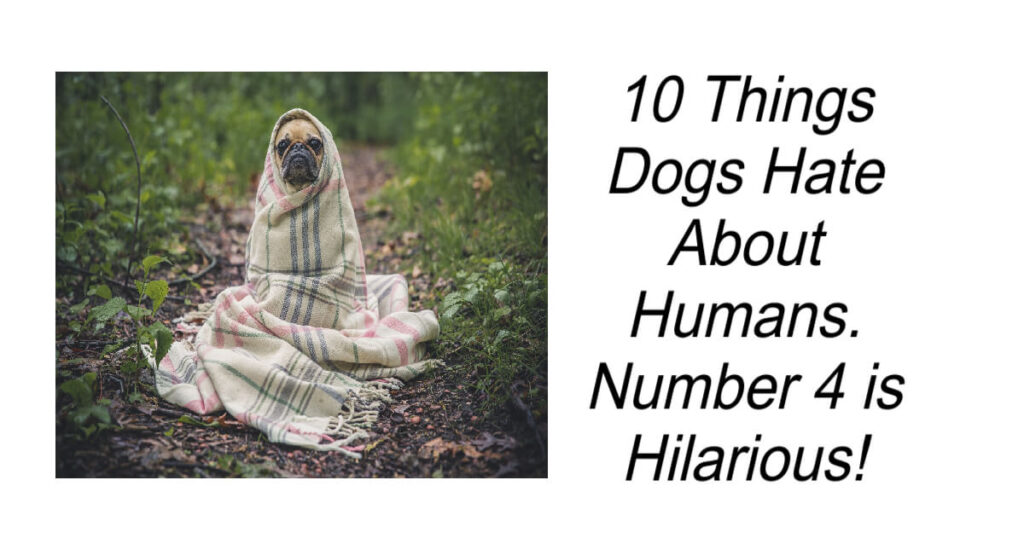 Things Dogs Hate About Humans