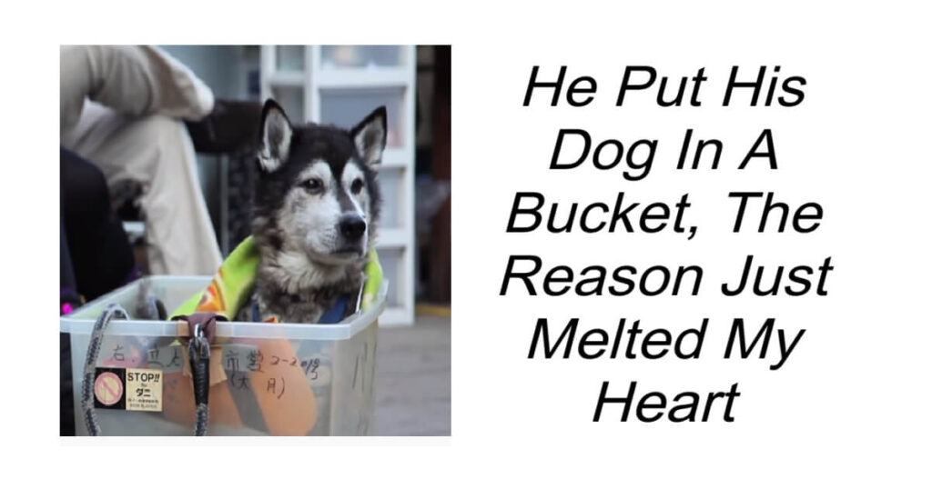 He Put His Dog In A Bucket