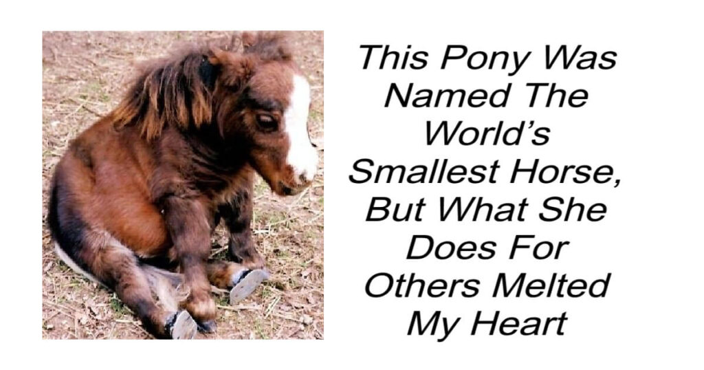 Named The World’s Smallest Horse