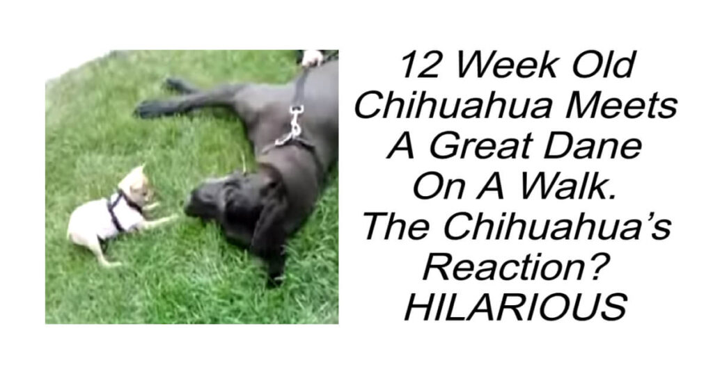 Chihuahua Meets A Great Dane On A Walk