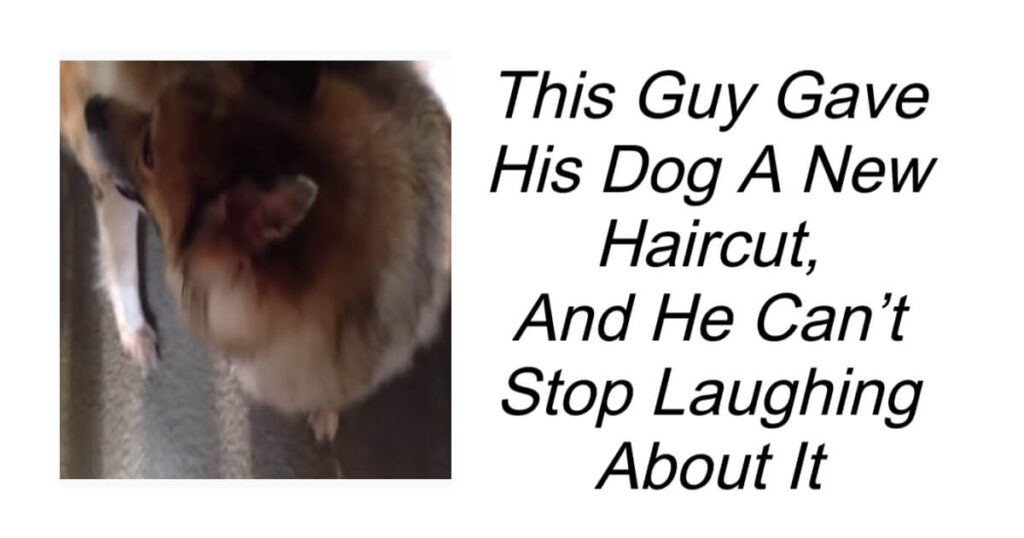Guy Gave His Dog A New Haircut But Can't Stop Laughing