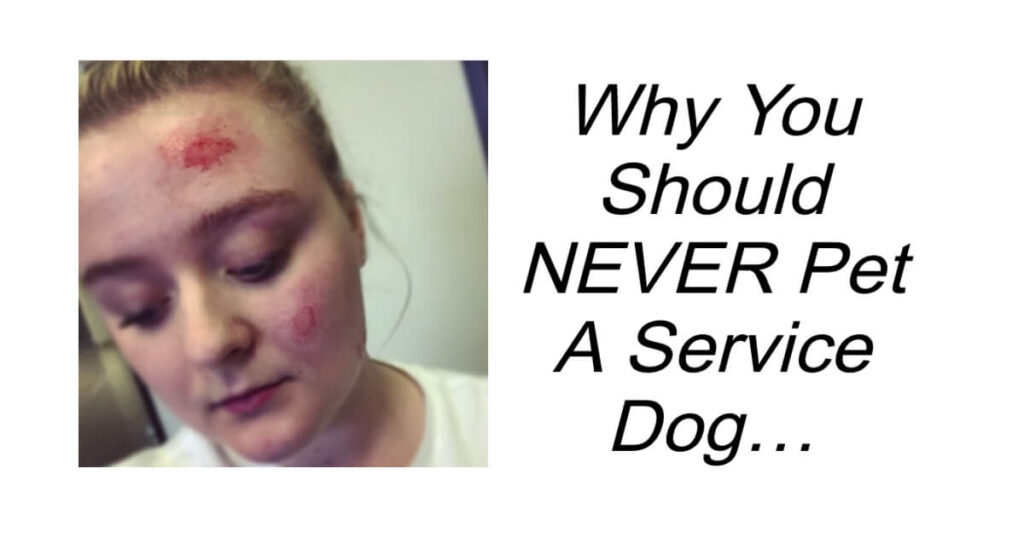 Why You Should NEVER Pet A Service Dog.