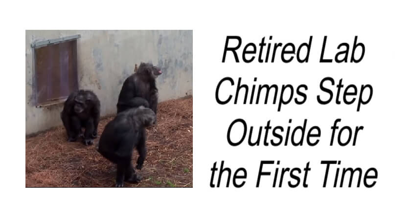 Retired Lab Chimps Step Outside for the First Time