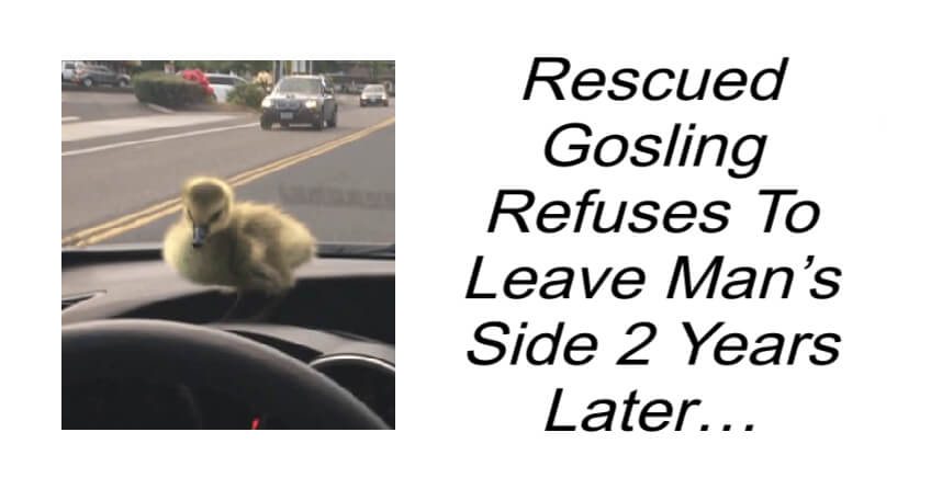 Rescued Gosling Refuses To Leave Man’s Side 2 Years Later…