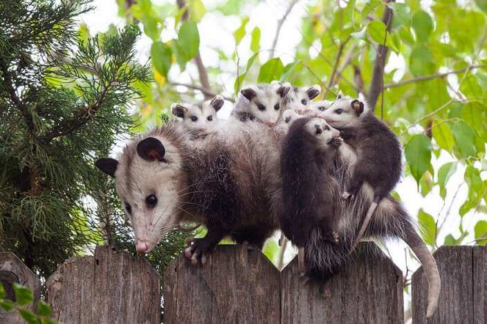 Animal Photos Of The Cutest Parenting Moments