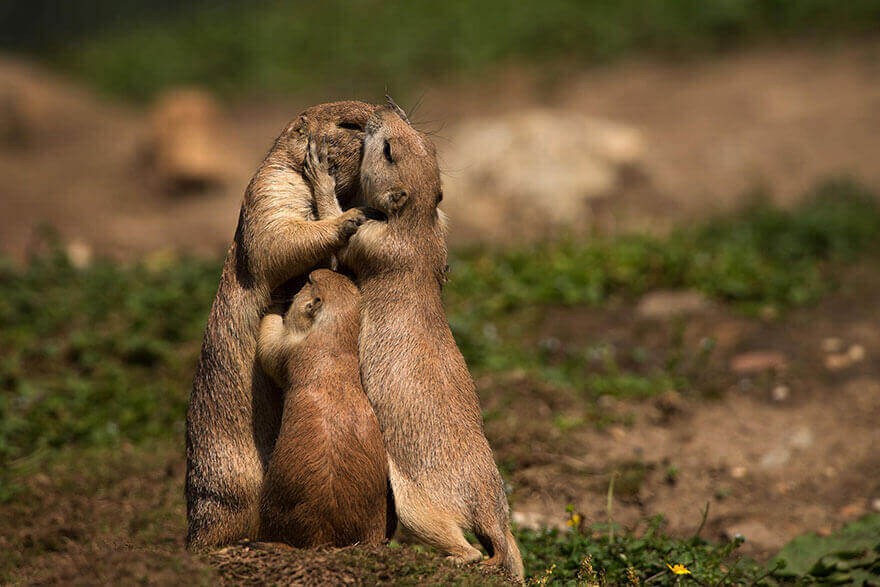 Animal Photos Of The Cutest Parenting Moments