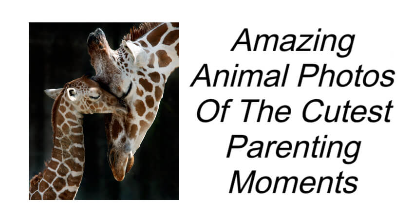 Amazing Animal Photos Of The Cutest Parenting Moments
