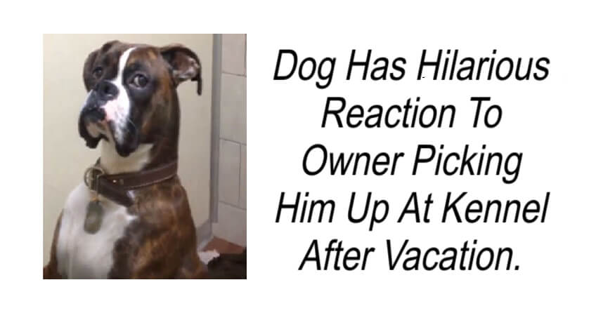 Dog Has Hilarious Reaction To Owner Picking Him Up At Kennel