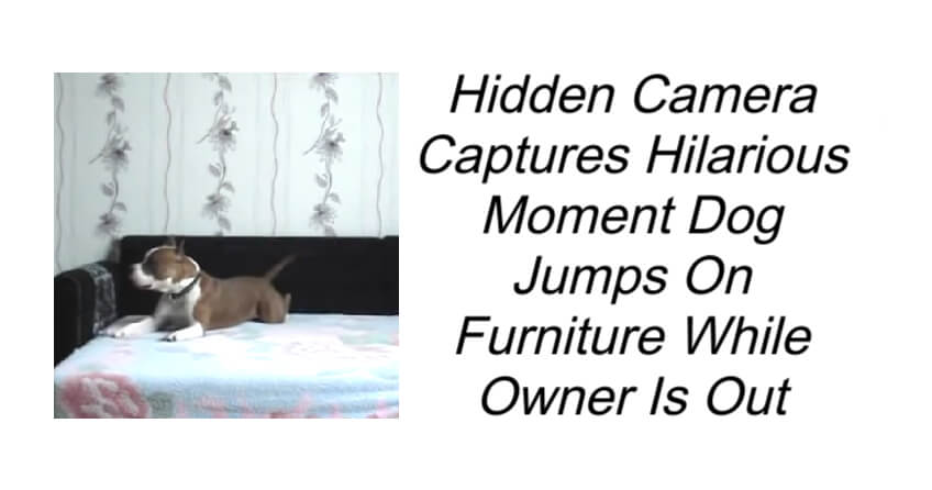 Hidden Camera Captures Hilarious Moment Dog Jumps On Furniture