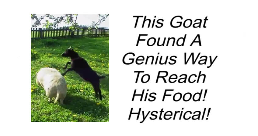 This Goat Found A Genius Way To Reach His Food