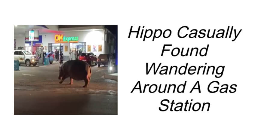 Hippo Casually Found Wandering Around A Gas Station
