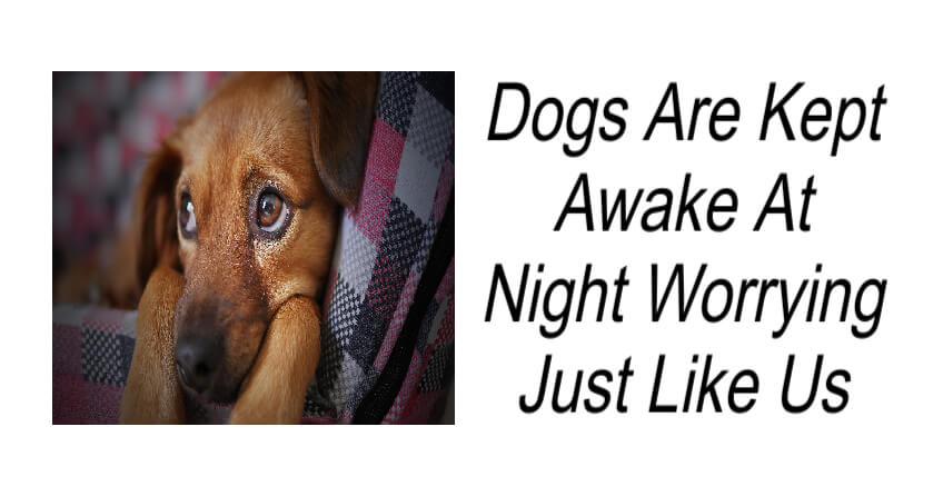 Dogs Are Kept Awake At Night Worrying Just Like Us