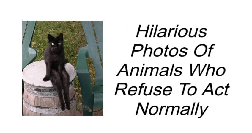 Animals Who Refuse To Act Normally
