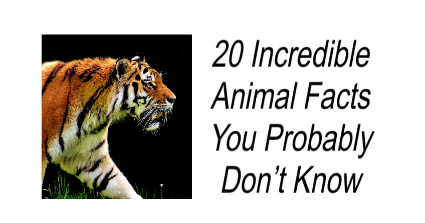 20 Incredible Animal Facts You Probably Don’t Know