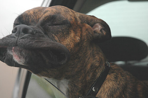 Hilarious Photos Of Dogs Enjoying A Car Ride