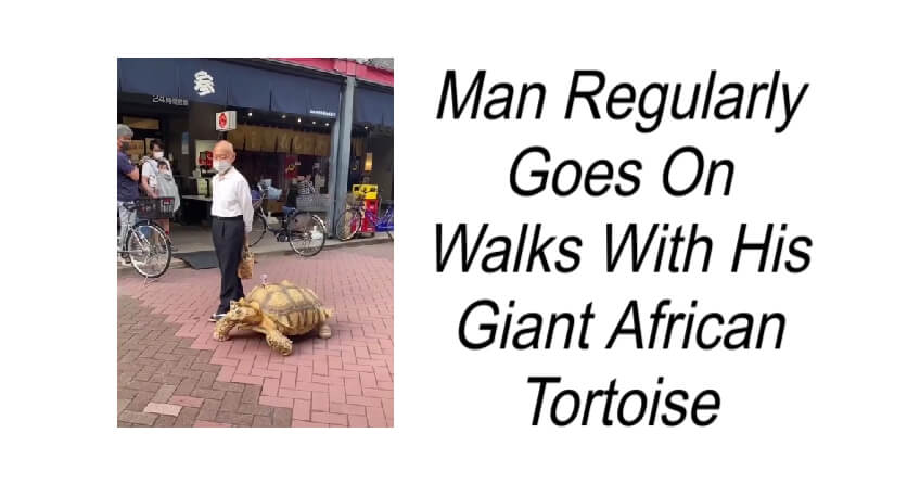 Man Regularly Goes On Walks With His Giant African Tortoise