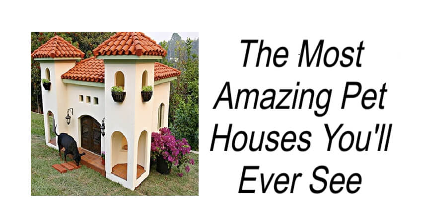The Most Amazing Pet Houses