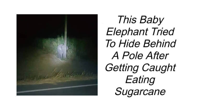 Baby Elephant Tried To Hide Behind A Pole