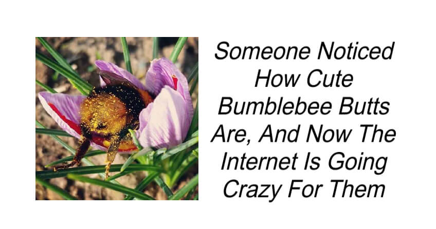 Cute Bumblebee Butts