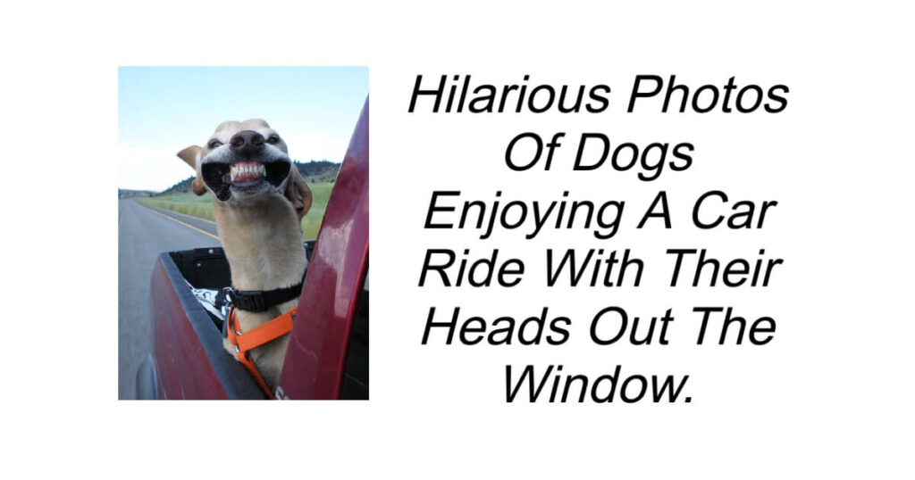 Hilarious Photos Of Dogs Enjoying A Car Ride
