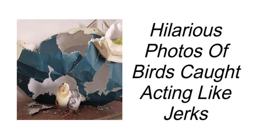Birds Caught Acting Like Jerks