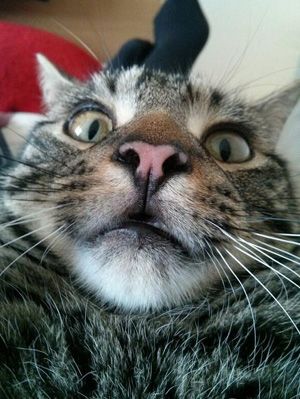 Funny Animal Selfies 