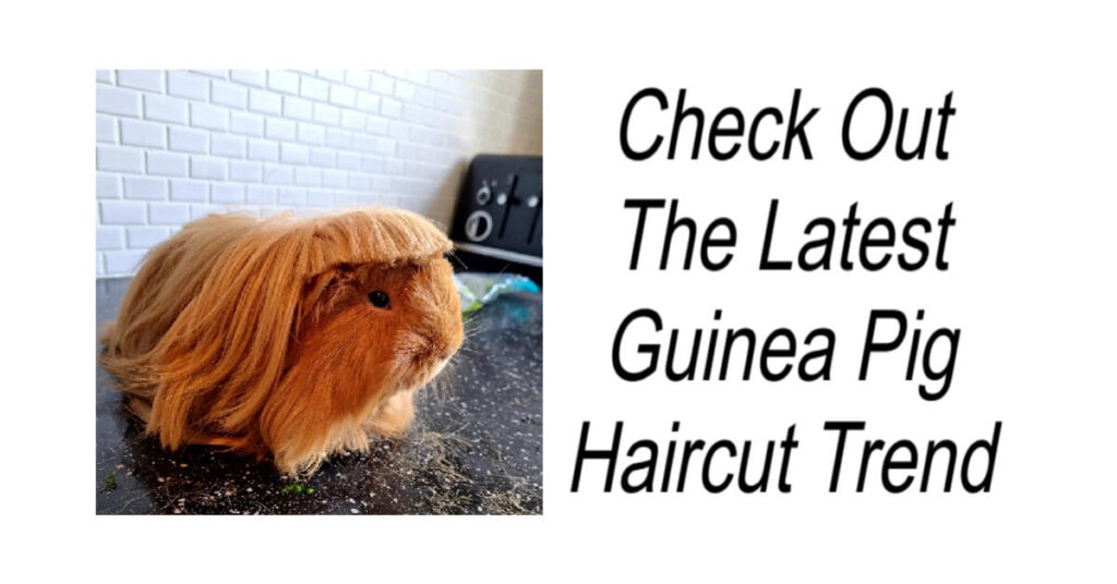 Guinea Pig Haircut Trend