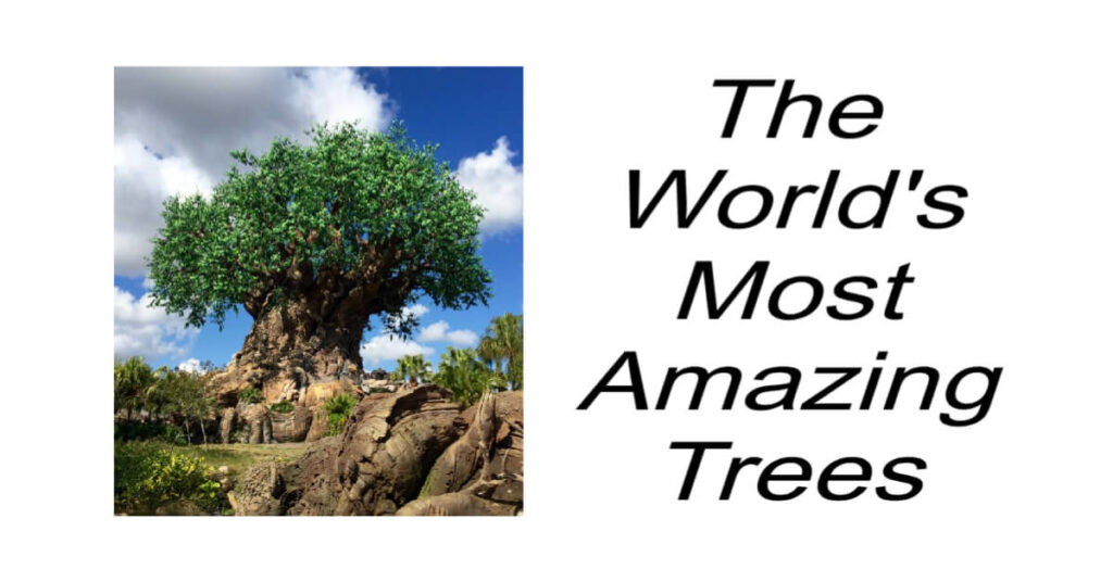 The World's Most Amazing Trees