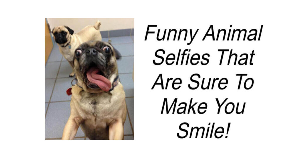 Funny Animal Selfies