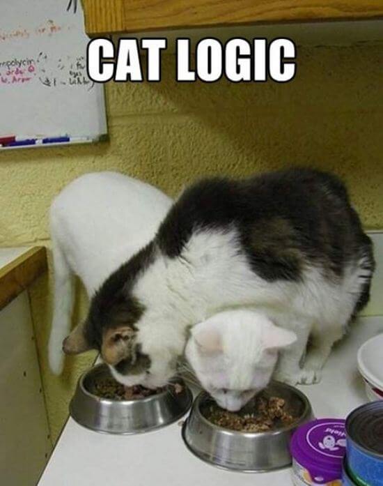 Hilarious Examples of Cat Logic