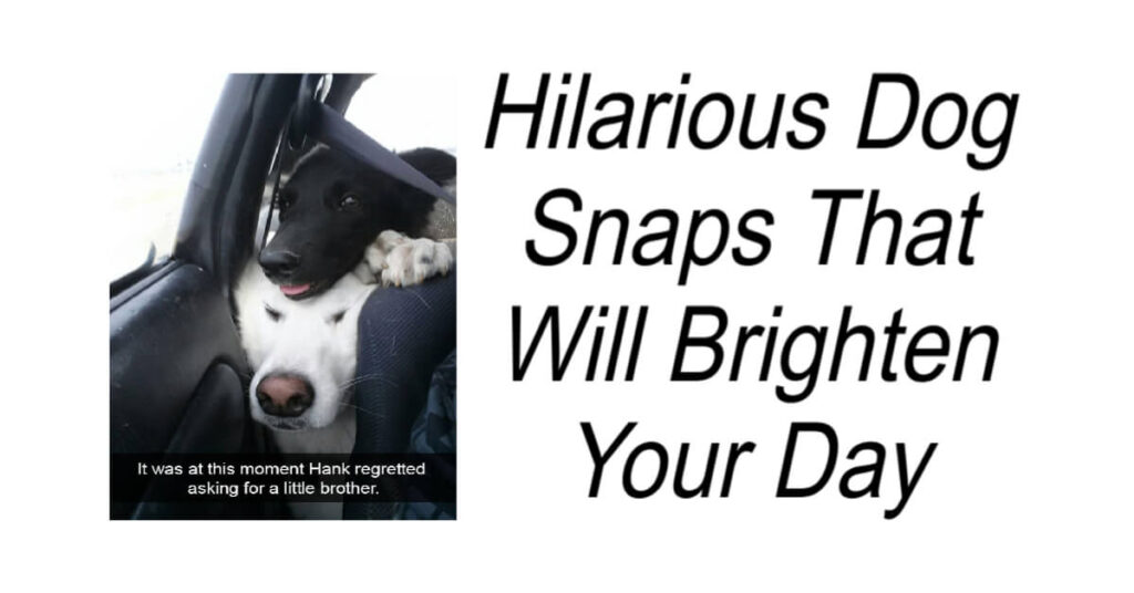 Hilarious Dog Snaps