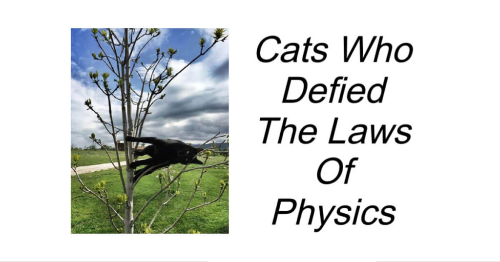 Cats Who Defied The Laws Of Physics