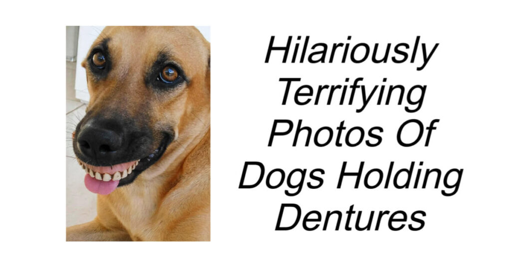 Photos Of Dogs Holding Dentures