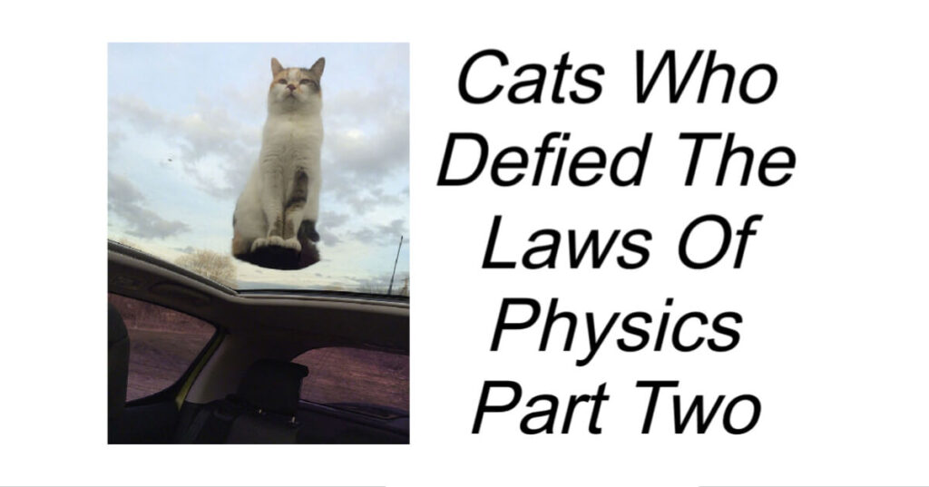 Cats Who Defied The Laws Of Physics Part Two