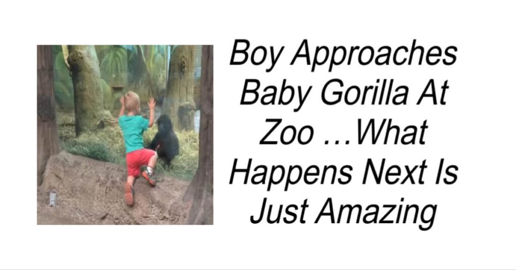 Amazing Moment Baby Gorilla Plays Hide & Seek