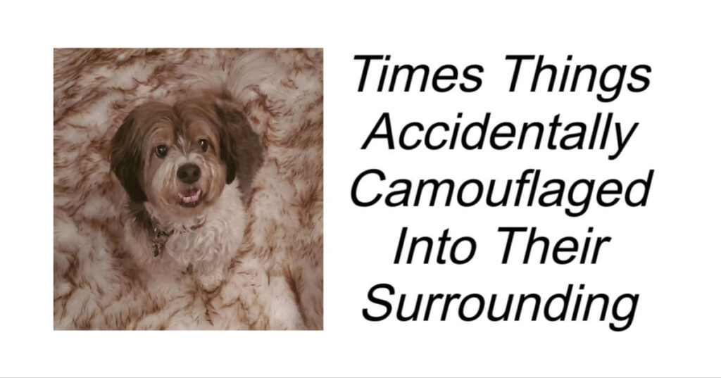 Times Things Accidentally Camouflaged Into Their Surrounding