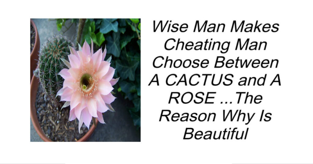 A CACTUS and A ROSE