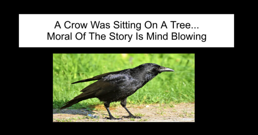 A Crow Was Sitting On A Tree