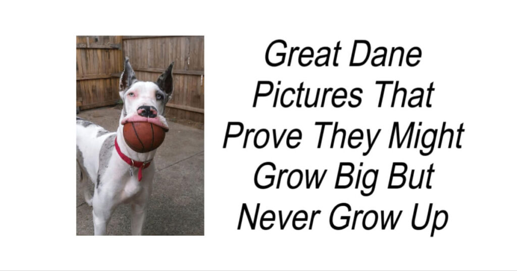 Great Dane Pictures