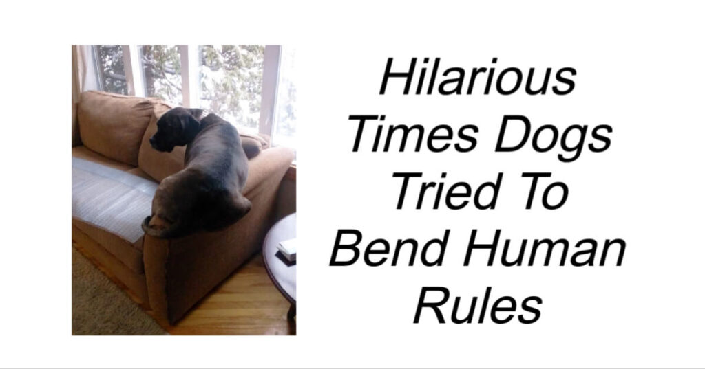 Hilarious Times Dogs Tried To Bend Human Rules