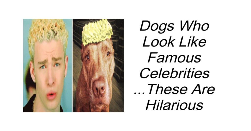 Dogs Who Look Like Famous Celebrities