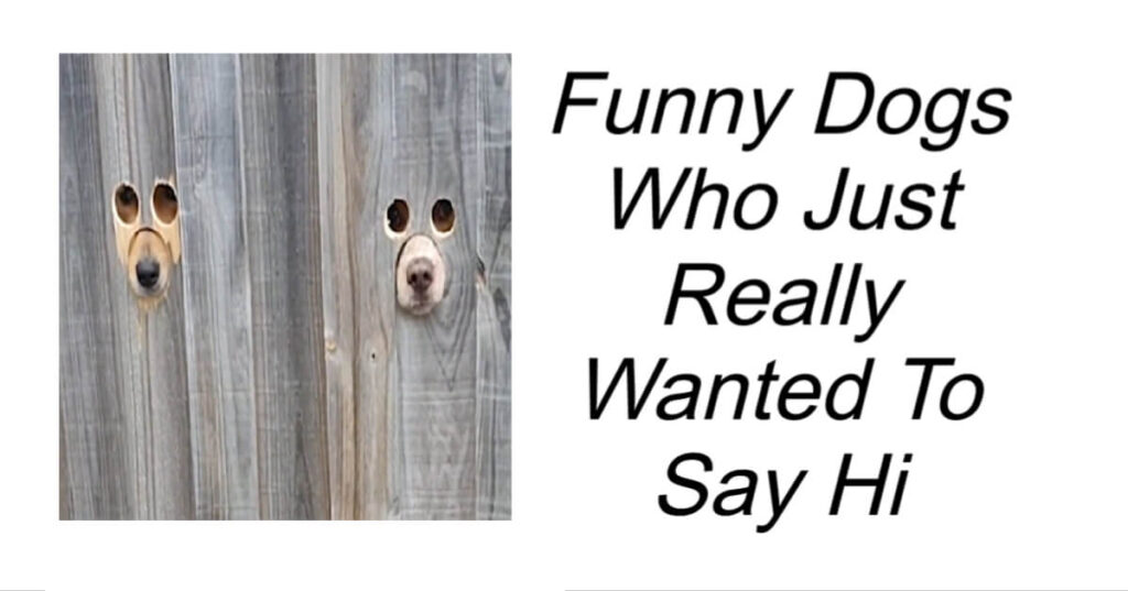 Funny Dogs Who Just Really Wanted To Say Hi