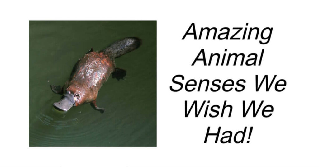 Amazing Animal Senses We Wish We Had