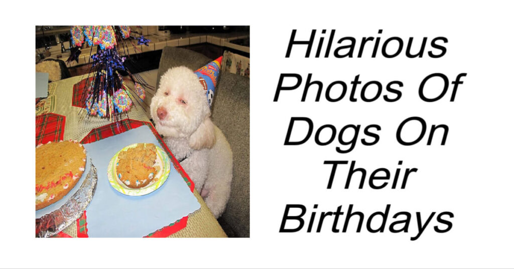 Dogs On Their Birthdays